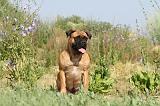 BULLMASTIFF 231